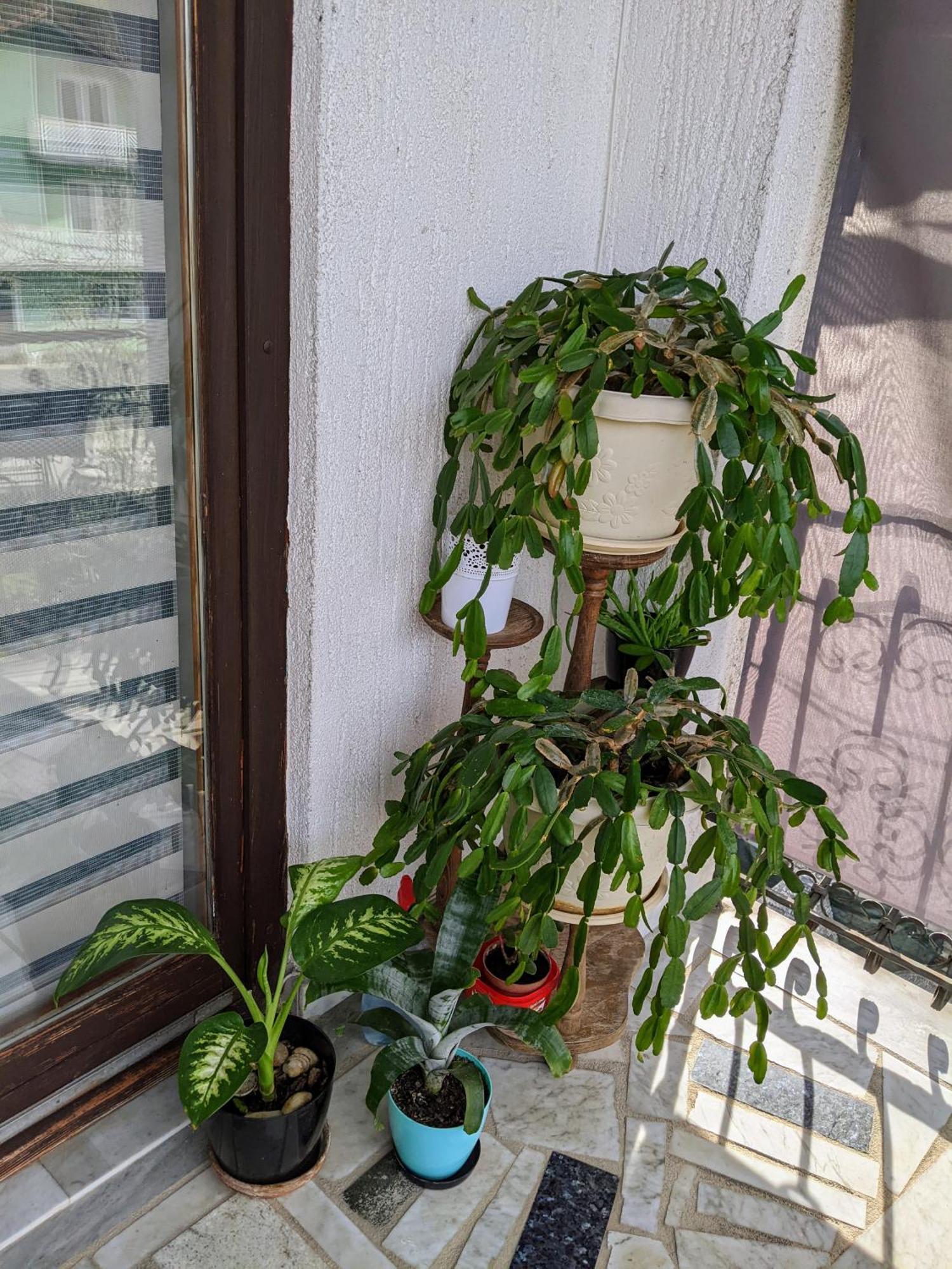 Apartment Hrastik *